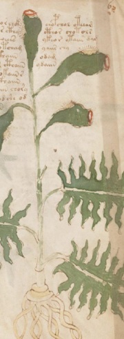 manuscrito voynich